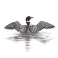 Canadian Loon - wildlife art print